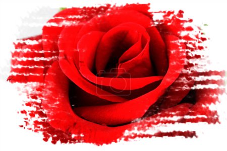 Photo for Close up of beautiful red rose under white shadow smoke wave for valentine background. - Royalty Free Image