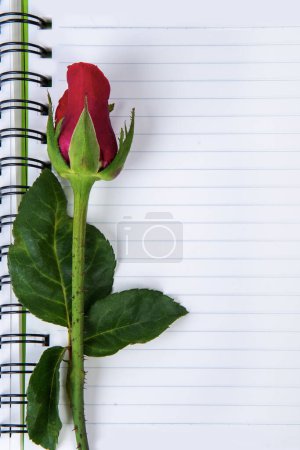 Téléchargez les photos : Photo rapprochée d'une rose rouge unique repose sur un carnet de souvenirs. - en image libre de droit