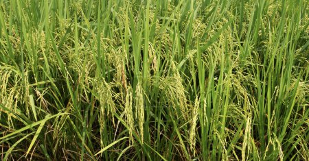 Téléchargez les photos : Photo en gros plan de plants de riz cultivant des épis abondants de produits agricoles. - en image libre de droit