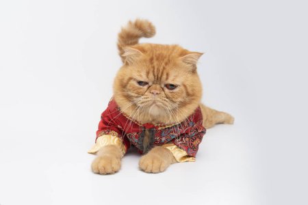 Téléchargez les photos : Vue de face de chat pliant écossais mignon portant costume Nouvel An chinois accroupi sur fond blanc. - en image libre de droit