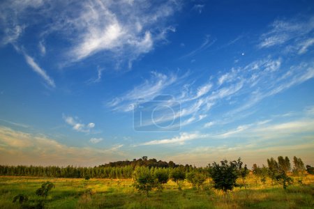 Photo for Bright blue sky and fluffy white clouds float past over small mountain and forests that are being revitalized. - Royalty Free Image