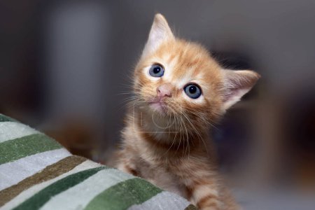 Téléchargez les photos : Petit chaton orange fixait quelque chose au-dessus avec des yeux larges. - en image libre de droit