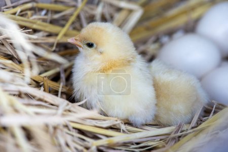 Photo for Newborn chicks sit in nests with unhatched eggs. - Royalty Free Image