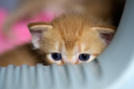 Téléchargez les photos : Petit chaton regarda hors de la maison avec curiosité pour la première fois de sa vie. - en image libre de droit