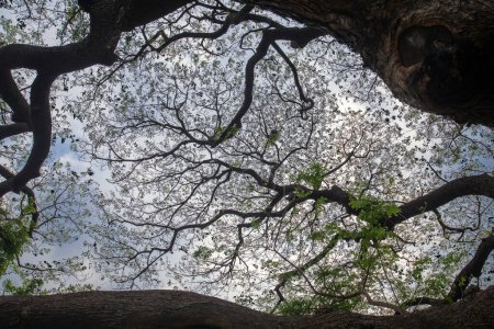 Téléchargez les photos : Vue unique de la nature en regardant sous les grands arbres qui étendent leurs branches. - en image libre de droit