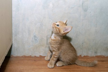 Téléchargez les photos : Petit chaton mignon était assis seul tout en regardant quelque chose au-dessus de sa tête sur le placard avec curiosité. - en image libre de droit