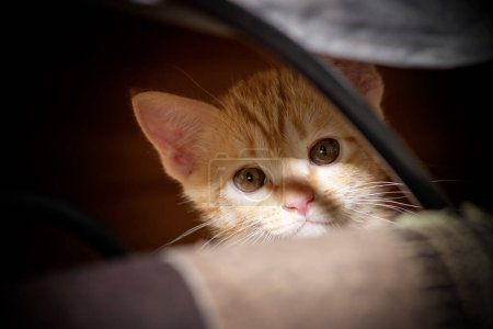 Photo for Close-up of young orange kitten's face felling curiously staring at something in its safe refuge under furniture. - Royalty Free Image
