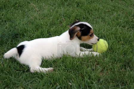 Téléchargez les photos : Jack Russell terrier chiot se couche et aime jouer avec une balle de tennis sur la pelouse verte. - en image libre de droit