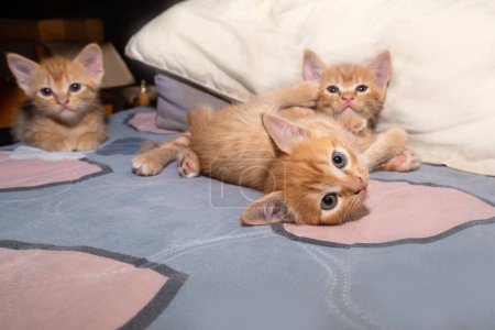 Téléchargez les photos : Trois petits chatons jouaient sur le lit et regardaient vers l'avant à l'unisson avec intérêt et curiosité. - en image libre de droit