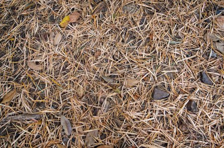 Téléchargez les photos : Photo de dessus de feuilles de bambou tombant sur le sol dans la forêt tropicale. - en image libre de droit