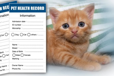 Téléchargez les photos : Dossier médical animal ou carte de dossier de santé en conner avec petit chat sur fond. - en image libre de droit