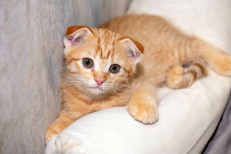 Téléchargez les photos : Jeune chat domestique orange regardait vers l'avant tout en étant couché sur l'oreiller. - en image libre de droit