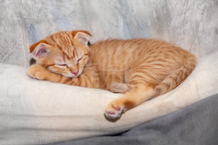 Photo for Cute young orange domestic cat is happily sleeping sweet dreams on comfortable soft bed. - Royalty Free Image