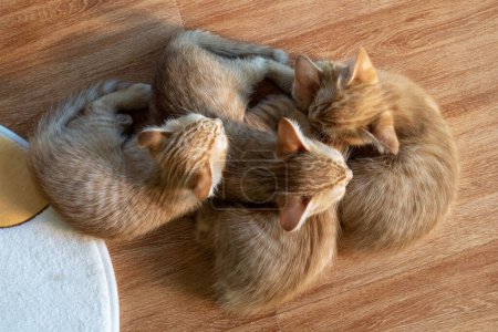 Photo for Top view of four young orange cats cuddling together with happily dreaming sleeping on the floor. - Royalty Free Image