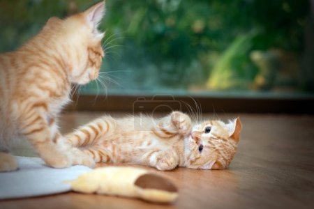 Photo for Two kittens were happily playing on the floor while one was sitting and the other was lying on his back. - Royalty Free Image