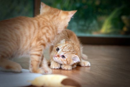 Photo for Relationship between two kittens enjoy playing on the floor in room. - Royalty Free Image