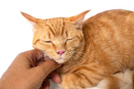 Pequeño gato parpadeó felizmente mientras la mano de alguien rasguñaba su barbilla sobre fondo blanco.