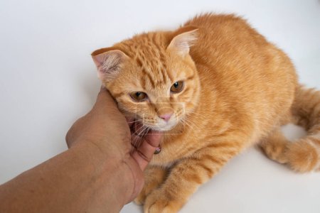 La mano de alguien arañada pequeño gato naranja muestra ternura entre humano y animal sobre fondo blanco.
