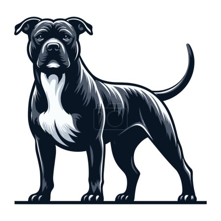 Téléchargez les illustrations : Pitbull bulldog illustration vectorielle complète du corps, portrait complet d'un animal debout pitbull terrier chien. Modèle de conception isolé sur fond blanc - en licence libre de droit