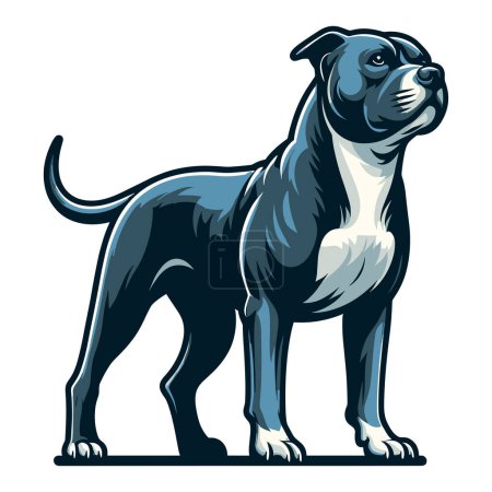 Illustration for Pitbull bulldog full body design illustration, Full-length portrait of a standing animal pet pitbull terrier dog. Vector template isolated on white background - Royalty Free Image