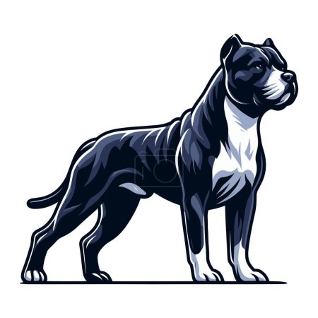 Illustration for Pitbull bulldog full body vector illustration, Full-length portrait of a standing animal pet pitbull terrier dog. Design template isolated on white background - Royalty Free Image