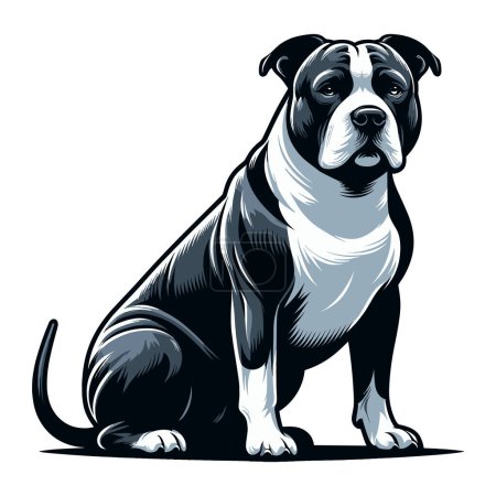 Téléchargez les illustrations : Pitbull bulldog illustration vectorielle complète du corps, portrait complet d'un animal assis pitbull terrier chien. Modèle de conception isolé sur fond blanc - en licence libre de droit