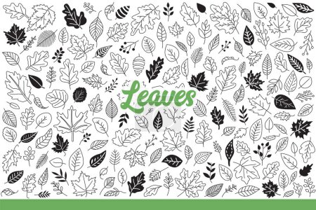 Illustration for Leaves from forest trees of various types that have fallen in autumn season. Leaves of forest bushes and plants symbolize purity of environment due to abundance of vegetation. Hand drawn doodle - Royalty Free Image
