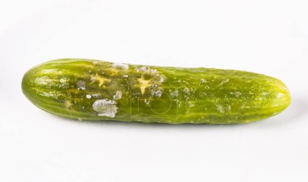 Moldy cucumber isolated on a white background. Close-up.