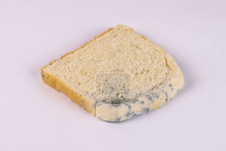 Moldy bread on a white background, closeup of photo