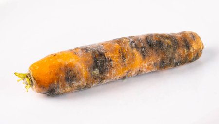 Champignon sur une carotte, isolé sur un fond blanc.