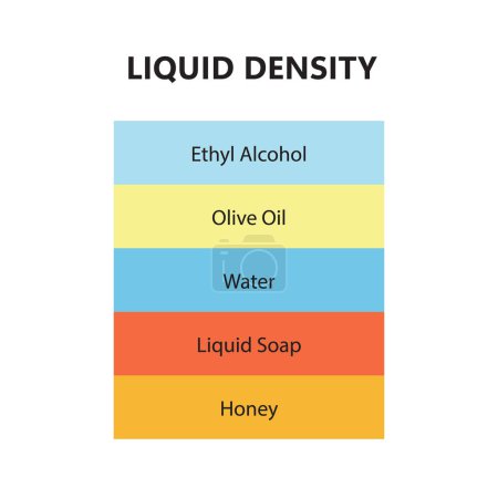 Illustration for Liquid density scientific experiment concept. Separate fluid layers. Laboratory experiment with density of oil, water, honey, soap and alcohol. Different types of liquid in glass. Vector illustration. - Royalty Free Image