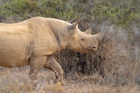 Foto de Primer plano del rinoceronte negro caminando por el arbusto - Imagen libre de derechos