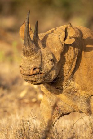Foto de Primer plano del rinoceronte negro caminando con reflector - Imagen libre de derechos