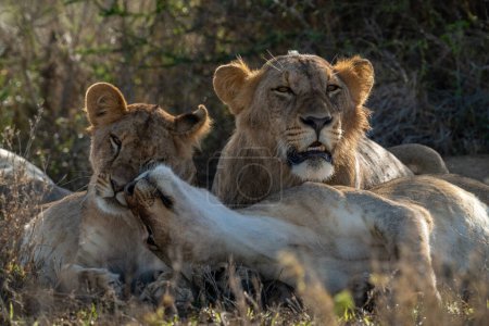 Photo for Close-up of lion lying beside nuzzling lionesses - Royalty Free Image