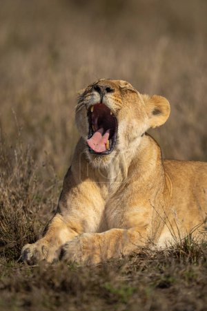 Photo for Close-up of sunlit lion cub lying yawning - Royalty Free Image