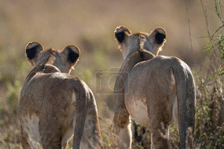 Photo for Close-up of two sunlit lions from behind - Royalty Free Image