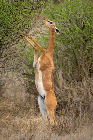 Photo for Gerenuk eating from bush on hind legs - Royalty Free Image