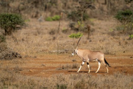 Photo for Gemsbok walks across dry savannah past trees - Royalty Free Image