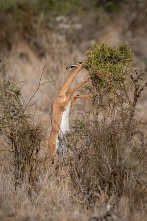 Photo for Gerenuk browses leafy thornbush on hind legs - Royalty Free Image