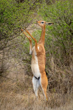Foto de Gerenuk come de arbusto en las patas traseras - Imagen libre de derechos