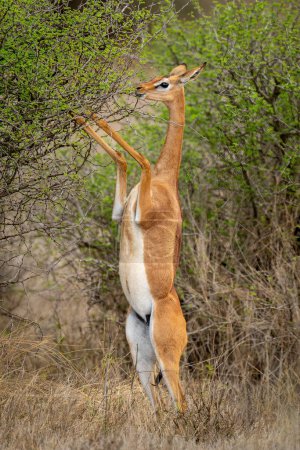Foto de Gerenuk se alimenta de arbustos en las patas traseras - Imagen libre de derechos