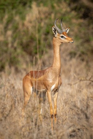 Photo for Gerenuk stands watching camera with bushes behind - Royalty Free Image