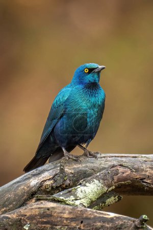 Photo for Greater blue-eared starling on branch eyeing camera - Royalty Free Image