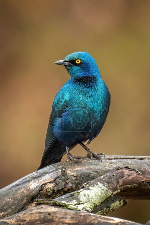 Photo for Greater blue-eared starling on branch turning head - Royalty Free Image