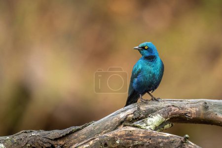 Photo for Greater blue-eared starling on log turning head - Royalty Free Image