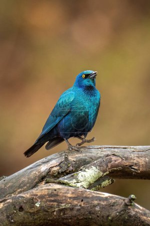 Photo for Greater blue-eared starling on branch lifting foot - Royalty Free Image