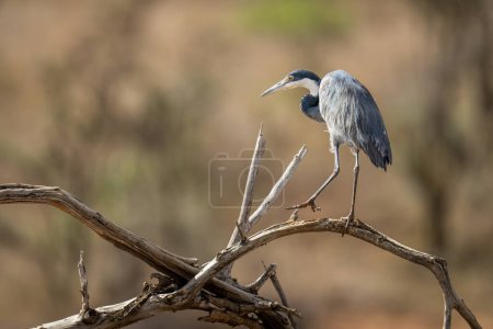 Photo for Grey heron lifts foot on dead branch - Royalty Free Image