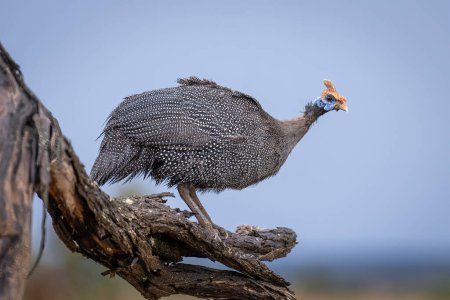 Photo for Helmeted guineafowl on dead branch watching camera - Royalty Free Image