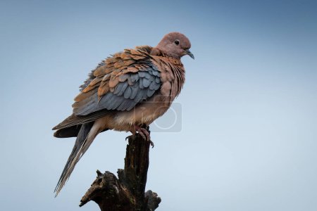 Photo for Laughing dove in profile on tree stump - Royalty Free Image
