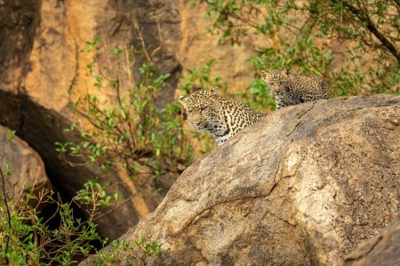 Photo for Leopard and cub look down from rock - Royalty Free Image